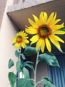 Patio Sunflowers